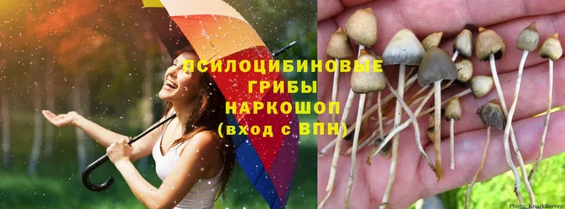 цена   Никольское  Псилоцибиновые грибы Magic Shrooms 